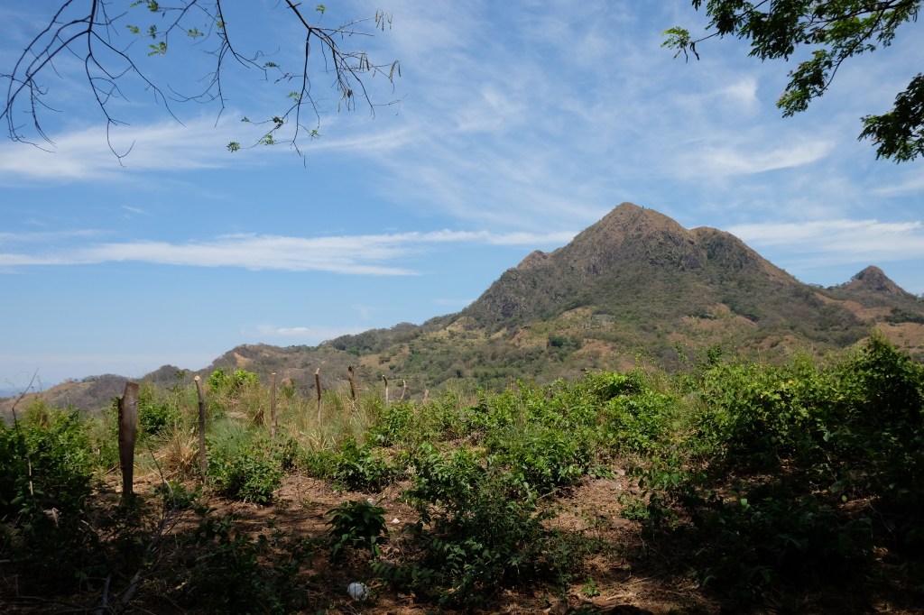 Announcing Our New Website & A Blooming&nbsp;Fundraiser!